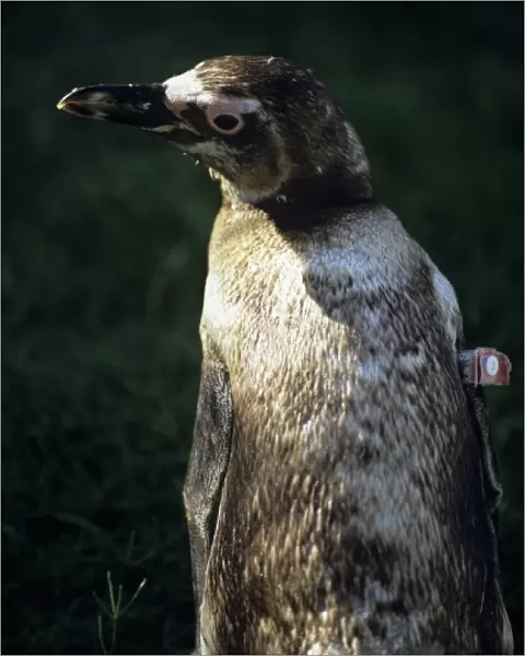 South America, Uruguay; Piriapolis; Banded penguin at the animal rescue facility