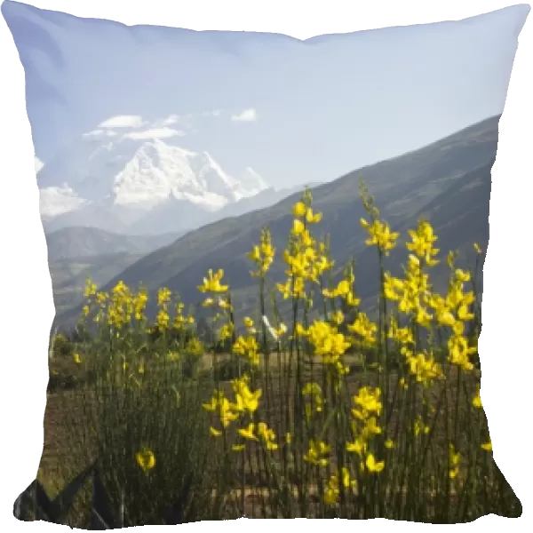 Cactus and bush with yellow flowers, snow-capped Andes Mountains in distance