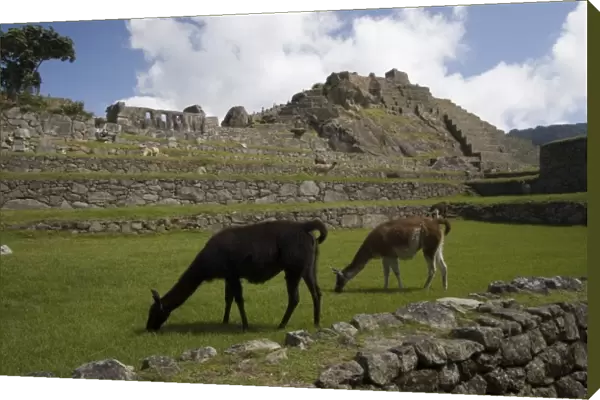 South America - Peru. Llamas feeding on main plaza in the lost Inca city of Machu Picchu