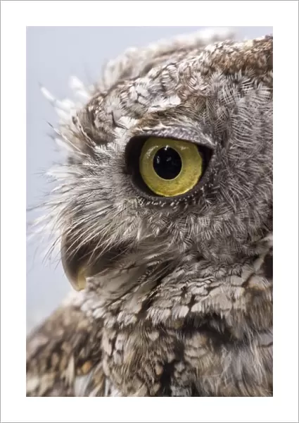 USA, Alaska, Ketchikan. Close-up side view of western screech owl