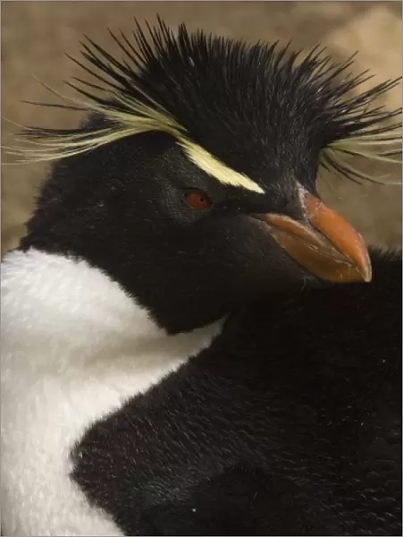 Rockhopper Penguin (Eudyptes chrysocome chrysocome) Pebble Island, off north coast of West Falkland