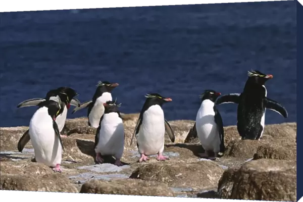 Atlantic Ocean, Falkland Islands. Rockhopper Penguins (Eudyptes chrysocome)