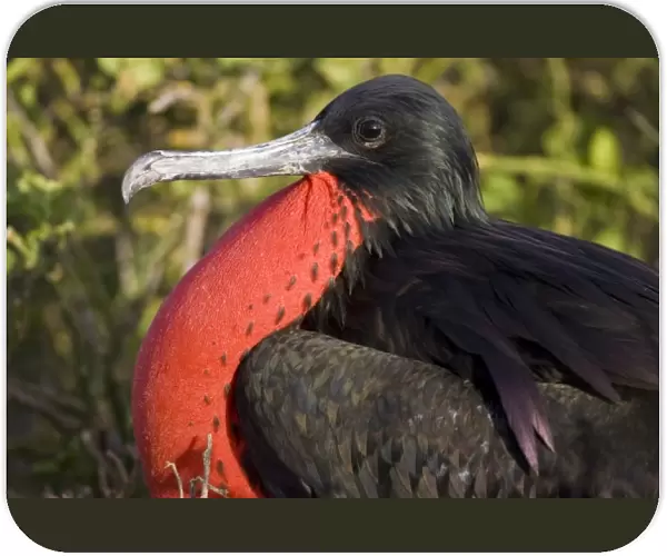Ecuador. A male Magnificent Frigatebird inflates his gular pouch to attract females
