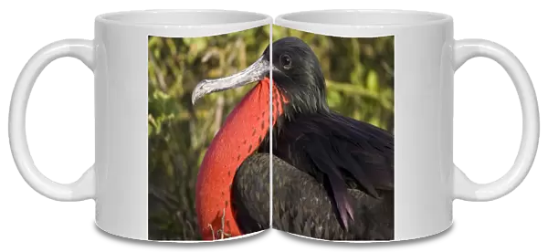 Ecuador. A male Magnificent Frigatebird inflates his gular pouch to attract females