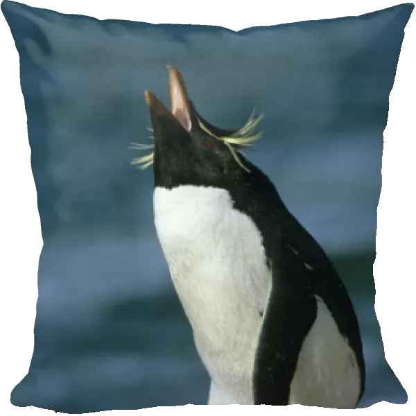 Rockhopper Penguin, (Eudyptes chrysocome), Falkland Islands, South Atlantic