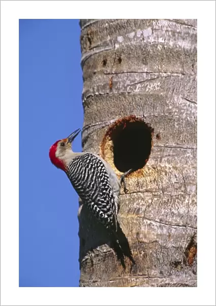 North America, USA, Florida, Everglades National Park. A male Red-bellied Woodpecker
