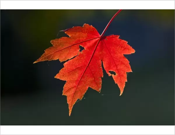 Red Maple (Acer rubrum) red leaf in autumn, Ozark Mountains, Arkansas, USA