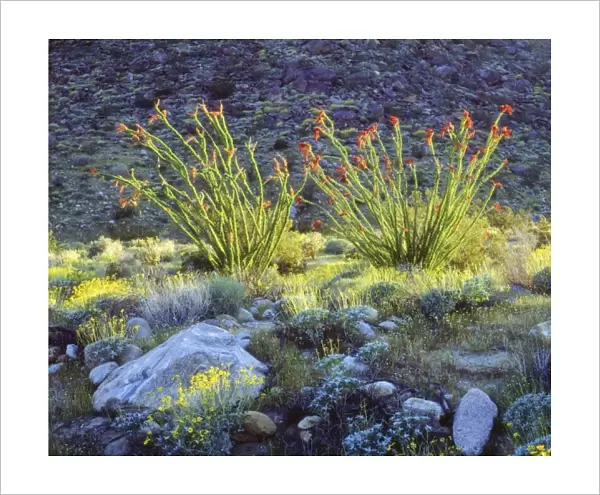 USA, California, San Diego. Blooming ocotillo and brittlebush in Anza-Borrego Desert State Park