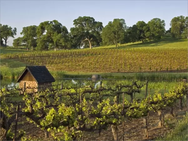 Vineyards in landscape with pond at Youngs Vineyard Winery in Amador County, California, USA