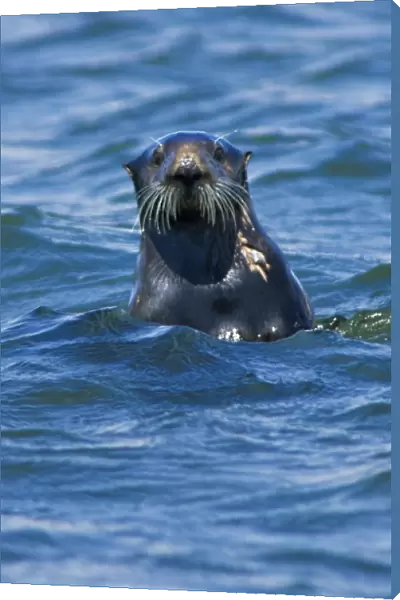 California Sea Otter (Enhydra lutris) portrait - Moss Landing, California
