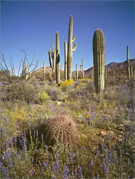 USA, Arizona, Saguaro NP. Saguaro cacti are just some of the many cacti growing in the West Unit