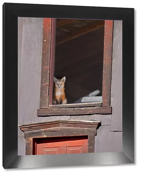USA, Colorado, Breckenridge. Young fox sitting in window of barn