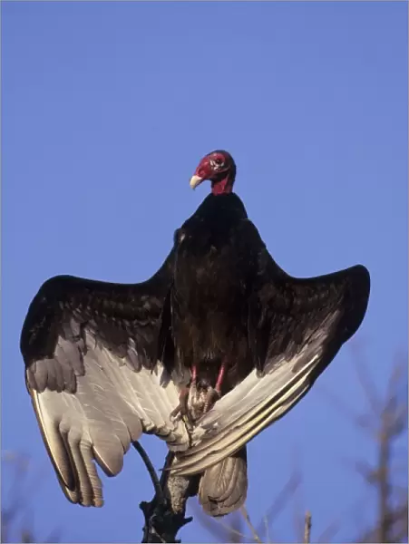 USA, Florida, Everglades National Park. Turkey vulture roosts on dead tree stump