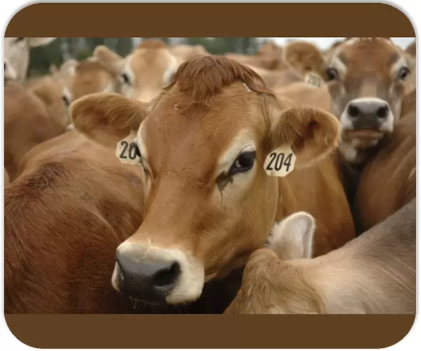 Jersey Dairy Cows, Dumms Dairy Farm, Rib Lake, Wisconsin, United States of America
