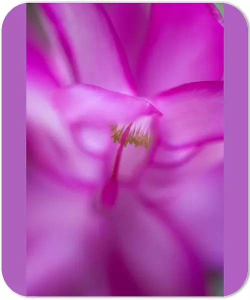 Abstract of christmas cactus bloom