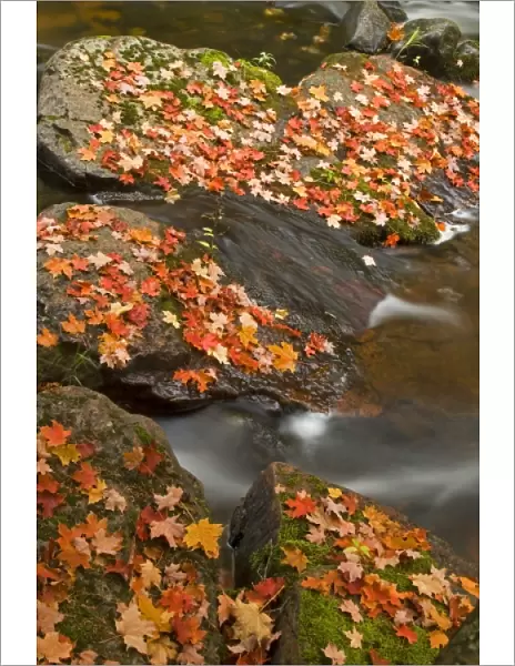 Red maple leaves carpet the rocks in the Little Carp River in Porcupine Mountains