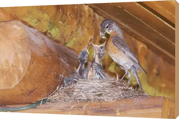 American Robin, Turdus migratorius, female with young on nest at Log Cabin, Glacier National Park