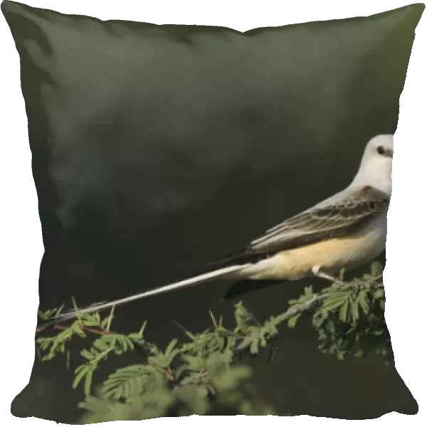 Scissor-tailed Flycatcher, Tyrannus forficatus, male, Starr County, Rio Grande Valley