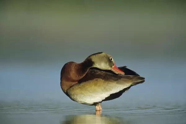 Black-bellied Whistling-Duck, Dendrocygna autumnalis, adult preening, Welder Wildlife Refuge