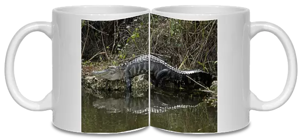 Alligator in the Florida Everglades