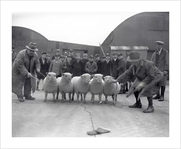 Southdown Sheep Fair September 1949, Sussex