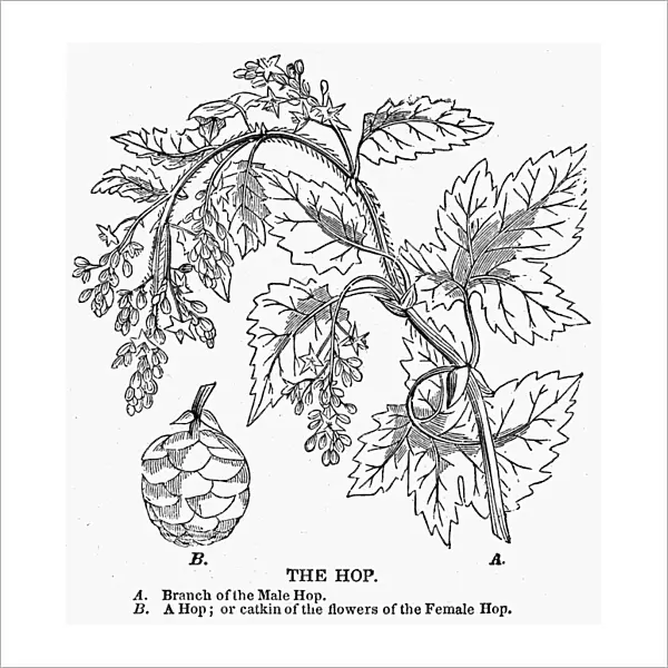 (Humulus lupulus). A branch of the male Hop Plant. B. A Hop or catkin of the flowers of the Female Hop. Wood engraving, american