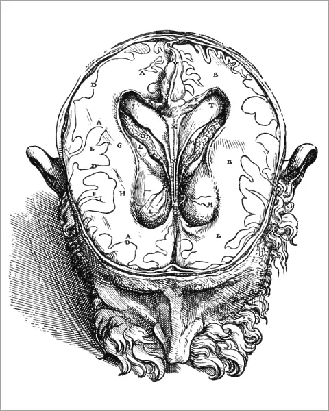 Dissection of the brain (fig. 5). Woodcut from the seventh book of Andreas Vesalius De Humani Corporis Fabrica, published in 1543 at Basel, Switzerland