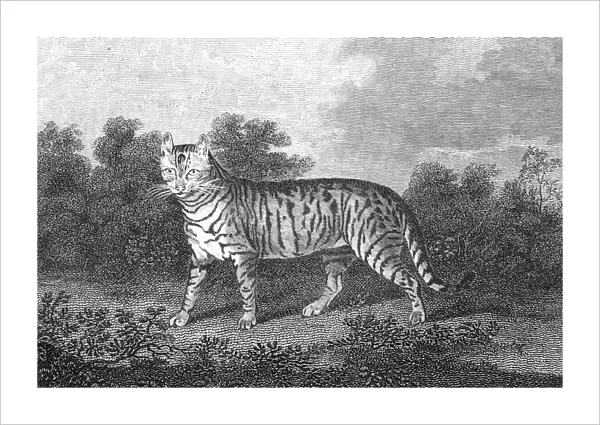 Line engraving, English, 1808, after a painting by Henry Bernard Chalon