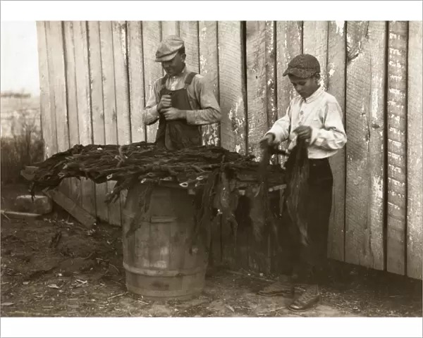 TOBACCO HARVEST, 1916. Two boys stripping tobacco on a family farm in Woodburn, Kentucky