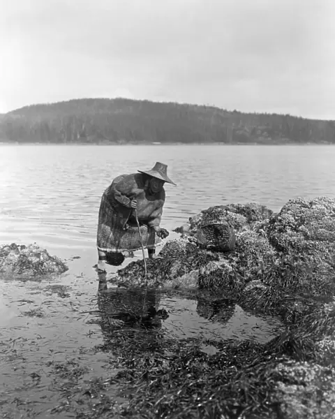 GATHERING ABALONE, c1910. A Nak waxda xw woman gathering abalones off the coast