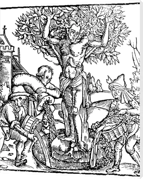 TREE OF LIFE. Yggdrasil in Norse-Teutonic mythology