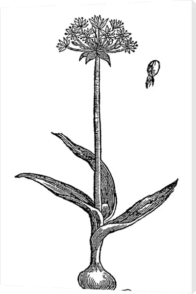BOTANY: GARLIC, 1597. Homers Moly (Allium magicum)