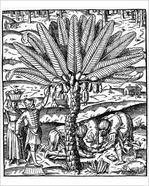 DATE PALM, 1575. Woodcut from Andre Tevets La cosmographie universelle, Paris, 1575