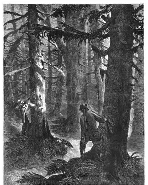 SQUIRREL HUNTING, 1867. Squirrel hunters in a forest. Wood engraving, American, 1867