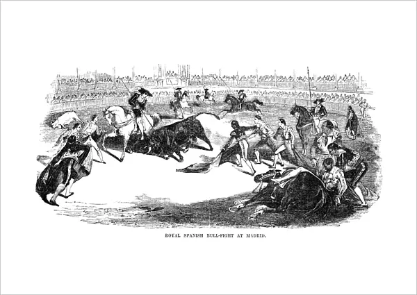 SPAIN: BULLFIGHTING, 1856. Royal Spanish bull-fight at Madrid. Engraving, 1856