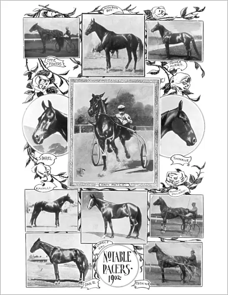 PACER RACEHORSES, 1902. Notable pacer racehorses. Photographs and illustrations, 1902
