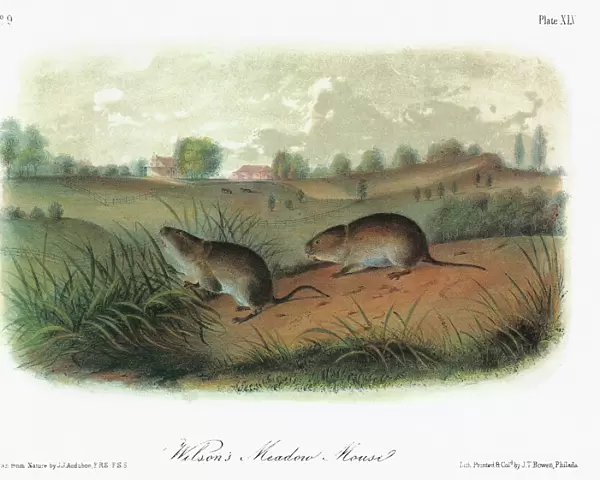 AUDUBON: VOLE. Eastern meadow vole, or meadow mouse (Microtus pennsylvanicus pennsylvanicus