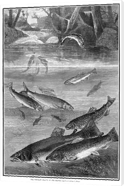 FISH, 1880. The speckled beauty of the brooks. Engraving after a drawing by Daniel C