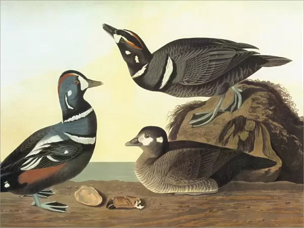 AUDUBON: DUCK. Harlequin Duck (Histrionicus histrionicus)