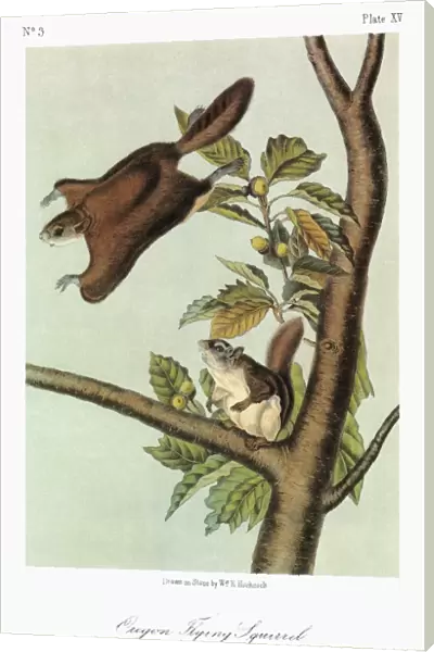 AUDUBON: FLYING SQUIRREL. Oregon, or Bachman, flying squirrel (Glaucomys sabrinus oregonensis)