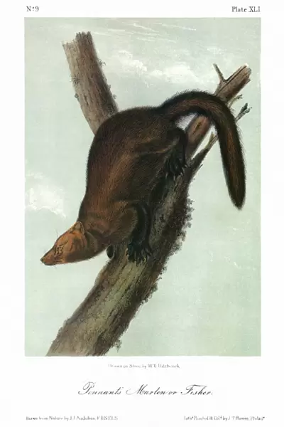AUDUBON: FISHER. Pennants marten, or fisher (Martes pennanti). Lithograph, c1849