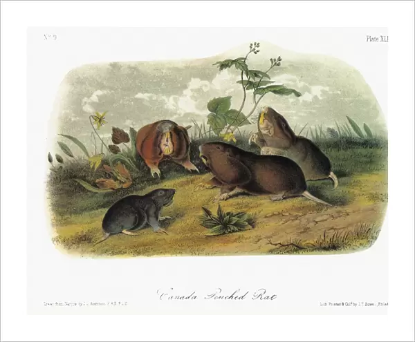 AUDUBON: GOPHER. Plains pocket gopher, formerly known as the Canada pouched rat