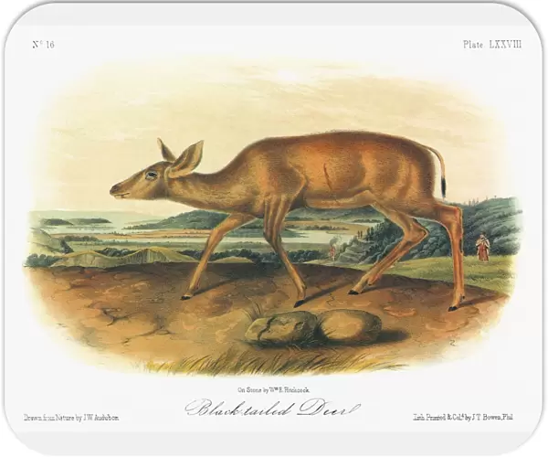 AUDUBON: DEER. A female Columbian black-tailed deer (Odocoileus hemionus columbianus)