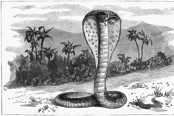 INDIA: SNAKE, 1887. A cobra in India. Wood engraving, English, 1887