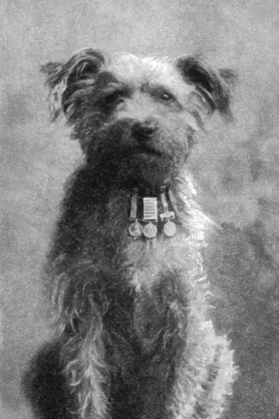 MILITARY DOG, 1902. Drummer, a decorated dog with the Northumberland Fusiliers