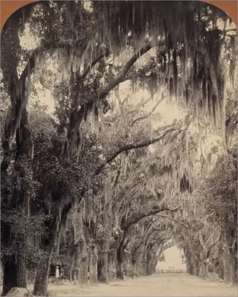 GEORGIA: OAK TREES, c1887. A dirt road lined with oak trees and Spanish moss, at