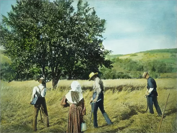 HARVESTING, 1901. American farmers mowing with scythes. Oil over a photograph, 1901