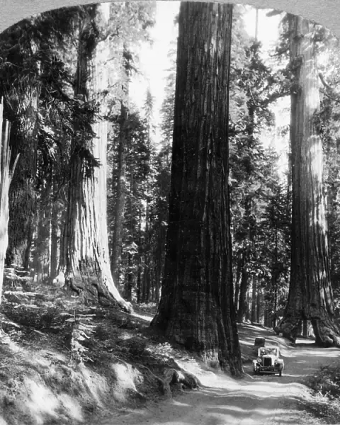 YOSEMITE: SEQUOIA GROVE. Giant sequoia trees and the Wawona Tree tunnel in the Mariposa Grove