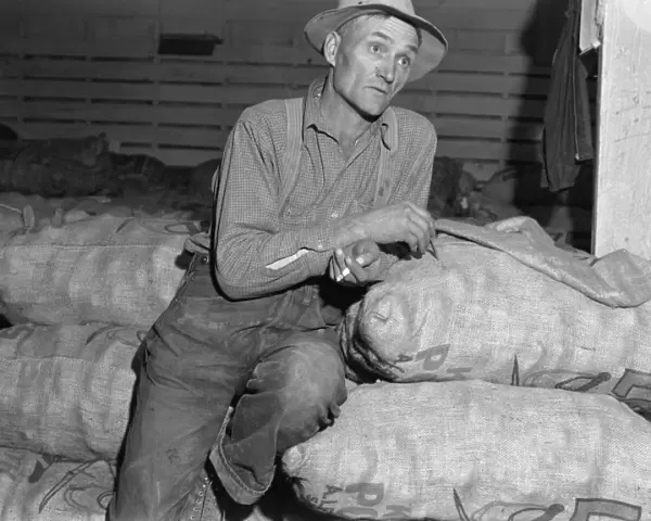 POTATO FARMER, 1939. A potato farmer leaning on burlap sacks of potatoes while