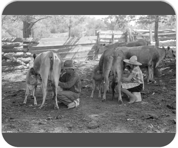 MILKING COWS, 1940. The Caudills milking cows in Pie Town, New Mexico. Photograph by Russell Lee